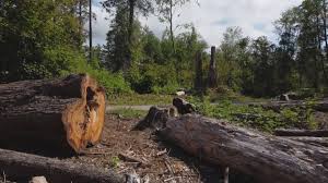 Best Lot and Land Clearing  in Bardonia, NY