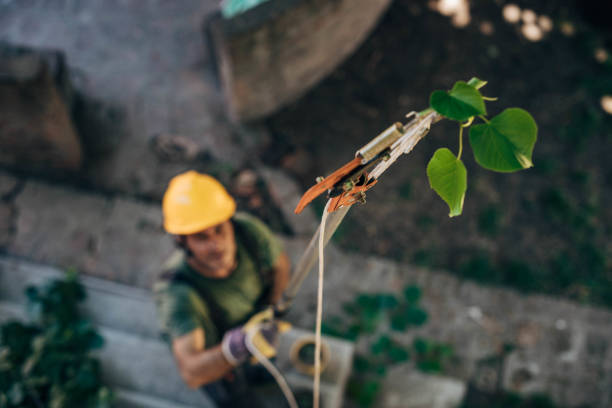 How Our Tree Care Process Works  in  Bardonia, NY