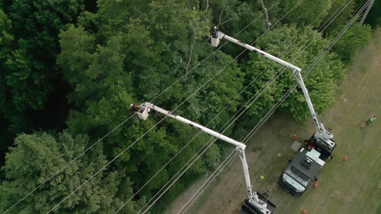 Best Storm Damage Tree Cleanup  in Bardonia, NY