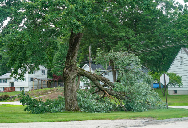 Best Hazardous Tree Removal  in Bardonia, NY