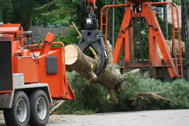 Best Grass Overseeding  in Bardonia, NY
