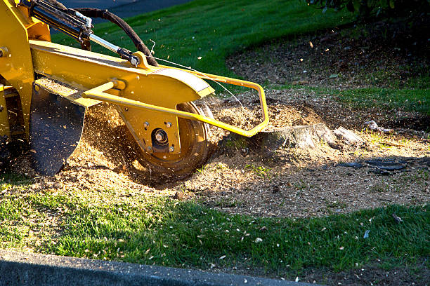 Best Sod Installation  in Bardonia, NY