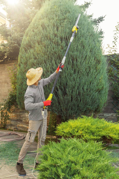 Best Lawn Disease Treatment  in Bardonia, NY